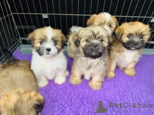 Photo №1. lhassa apso - à vendre en ville de Eindhoven | 370€ | Annonce №46196