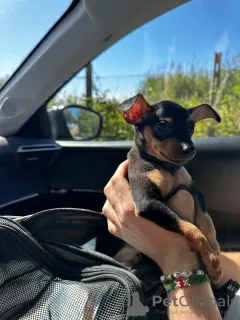 Photo №1. pinscher nain - à vendre en ville de Rome | 300€ | Annonce №105642