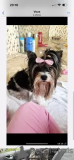 Photo №1. biewer yorkshire terrier - à vendre en ville de Bruxelles | 1500€ | Annonce № 99100