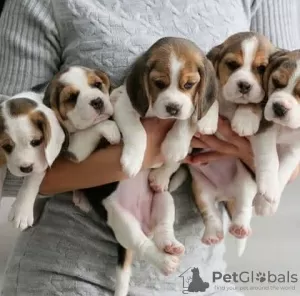 Photo №1. beagle - à vendre en ville de Антверпен | 250€ | Annonce №118041