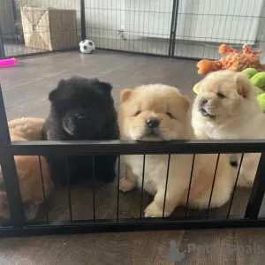 Photo №1. chow-chow - à vendre en ville de Hannover | 210€ | Annonce №115795