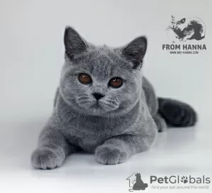 Photo №2 de l'annonce № 11154 de la vente british shorthair - acheter à Biélorussie de la fourrière, éleveur