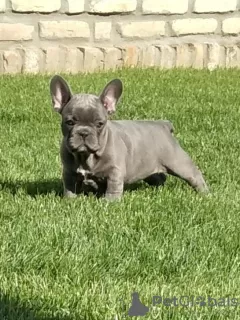 Photo №1. bouledogue - à vendre en ville de Senta | négocié | Annonce №82840