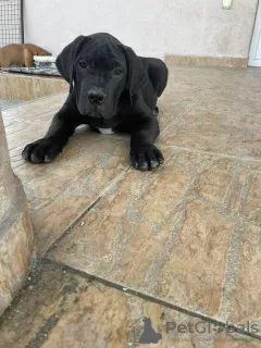 Photos supplémentaires: Mastiff sud-africain - Boerboel