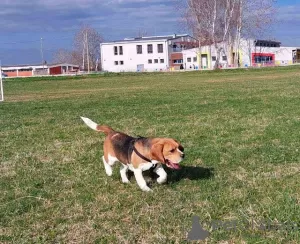 Photos supplémentaires: beagle