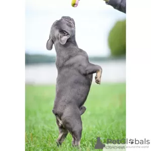 Photos supplémentaires: Bouledogue français bleu et feu