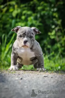 Photo №1. american bully - à vendre en ville de Vitebsk | 1300€ | Annonce №104063