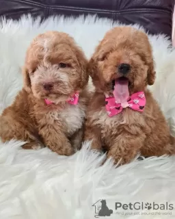 Photo №1. labradoodle - à vendre en ville de Vilovo | 300€ | Annonce №110919