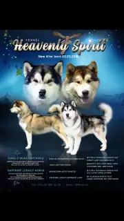 Photos supplémentaires: Chiots d'Alaska Malamute