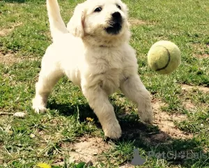 Photo №1. golden retriever - à vendre en ville de Wentorf bei Hamburg | Gratuit | Annonce №103478