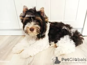 Photo №1. yorkshire terrier - à vendre en ville de Kiev | 423€ | Annonce №11743