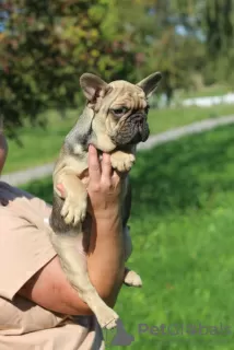 Photos supplémentaires: Bulldog français