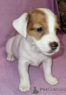 Photo №1. jack russell terrier - à vendre en ville de Москва | 593€ | Annonce №129661