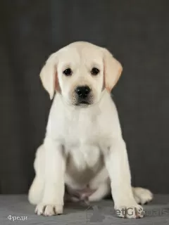 Photo №3. Chiots Labrador fauve. Fédération de Russie