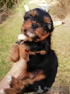 Photo №2 de l'annonce № 97667 de la vente biewer yorkshire terrier, yorkshire terrier - acheter à Estonie 