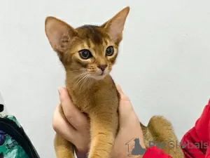 Photos supplémentaires: chatons abyssins