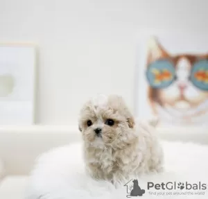 Photo №4. Je vais vendre bichon maltais en ville de Зальцбург. annonce privée, de la fourrière, de l'abri, éleveur - prix - 300€