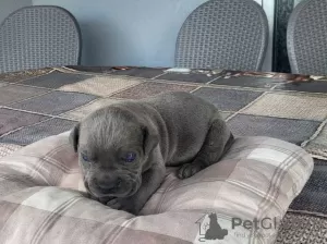 Photo №1. cane corso - à vendre en ville de Kragujevac | négocié | Annonce №106778