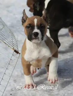 Photo №4. Je vais vendre american staffordshire terrier en ville de Moscou. de la fourrière - prix - 355€