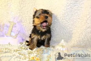 Photo №2 de l'annonce № 19573 de la vente yorkshire terrier - acheter à Israël annonce privée, éleveur