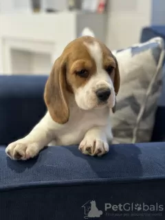 Photo №1. beagle - à vendre en ville de New York Mills | 379€ | Annonce №102247