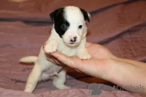 Photos supplémentaires: Chiots Jack Russell Terrier