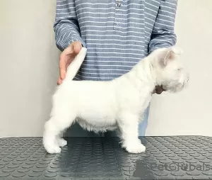 Photo №3. Chiots West Highland White Terrier. Biélorussie