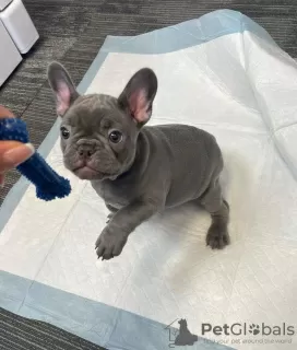 Photo №4. Je vais vendre bouledogue en ville de New york.  - prix - 331€