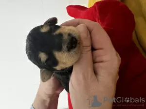 Photo №1. airedale terrier - à vendre en ville de Limassol | 1500€ | Annonce №129024