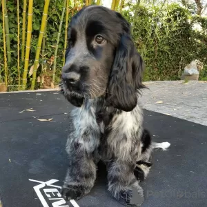 Photo №1. cocker spaniel anglais - à vendre en ville de Copenhague | 350€ | Annonce №83352