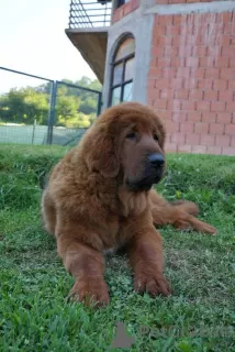 Photos supplémentaires: Chiots Dogue du Tibet