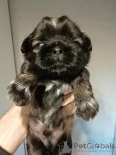 Photo №1. lhassa apso, shih tzu - à vendre en ville de Tallinn | 600€ | Annonce №81128