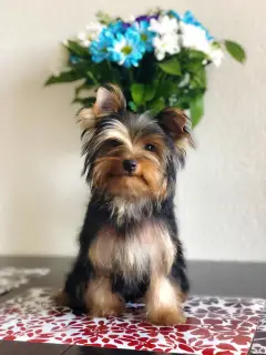 Photo №1. yorkshire terrier - à vendre en ville de Saint-Pétersbourg | 286€ | Annonce №2638