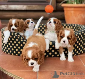 Photo №1. cavalier king charles spaniel - à vendre en ville de Flensburg | Gratuit | Annonce №82905