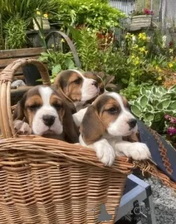 Photo №2 de l'annonce № 36095 de la vente beagle - acheter à Lituanie annonce privée