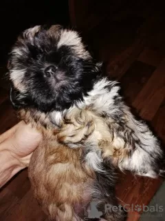 Photo №1. shih tzu - à vendre en ville de Зарасай | 500€ | Annonce №30013