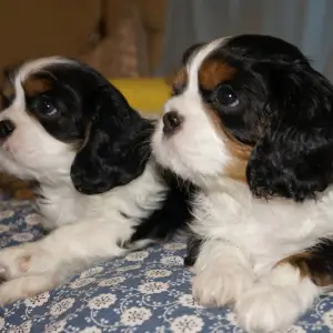 Photo №2 de l'annonce № 1182 de la vente cavalier king charles spaniel - acheter à Biélorussie annonce privée