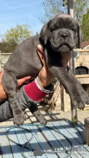 Photo №1. cane corso - à vendre en ville de Châtelet | 615€ | Annonce №55885