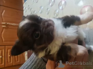 Photos supplémentaires: Mignon garçon chihuahua chocolat aux cheveux longs