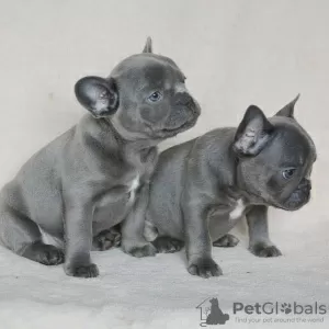 Photo №2 de l'annonce № 125625 de la vente bouledogue - acheter à La Grande-Bretagne 