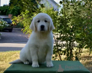 Photo №3. Vente de chiots Golden Retriever PRA 1, PRA 2,ICHT. purement. Ukraine