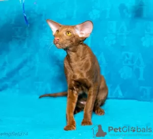 Photo №1. oriental shorthair - à vendre en ville de Perm | négocié | Annonce № 80747