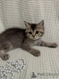 Photos supplémentaires: Chatons écossais - Scottish Fold et Scottish Straight