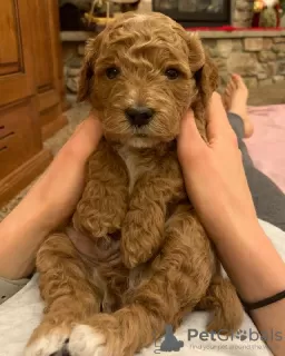 Photo №1. labradoodle - à vendre en ville de Glyfada | 350€ | Annonce №65070