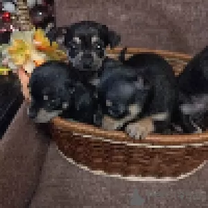 Photos supplémentaires: Vendre des chiots Toy Terrier