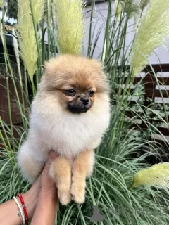 Photos supplémentaires: Chiots de Poméranie du plus haut pedigree