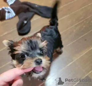 Photo №1. yorkshire terrier - à vendre en ville de Texas City | 319€ | Annonce №129394