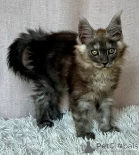 Photo №4. Je vais vendre maine coon en ville de Lublin. éleveur - prix - 1000€