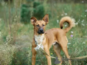 Photo №1. chien bâtard - à vendre en ville de Minsk | Gratuit | Annonce №53399