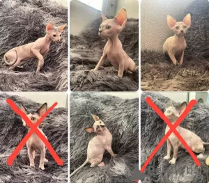 Photo №1. sphynx - à vendre en ville de Tachkent | 95€ | Annonce № 91821